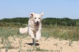 GOLDEN RETRIEVER 225